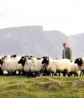 Mountain Lamb Farm Tour & Tasting on Achill Island - Co Mayo