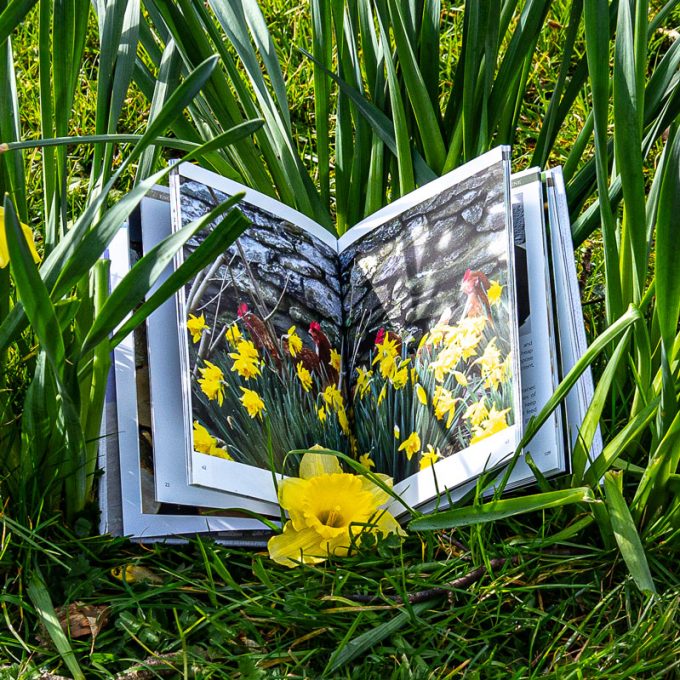 Enough is Plenty by Felicity Hayes-McCoy